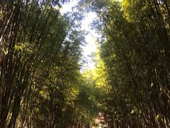 -蝴蝶泉公园