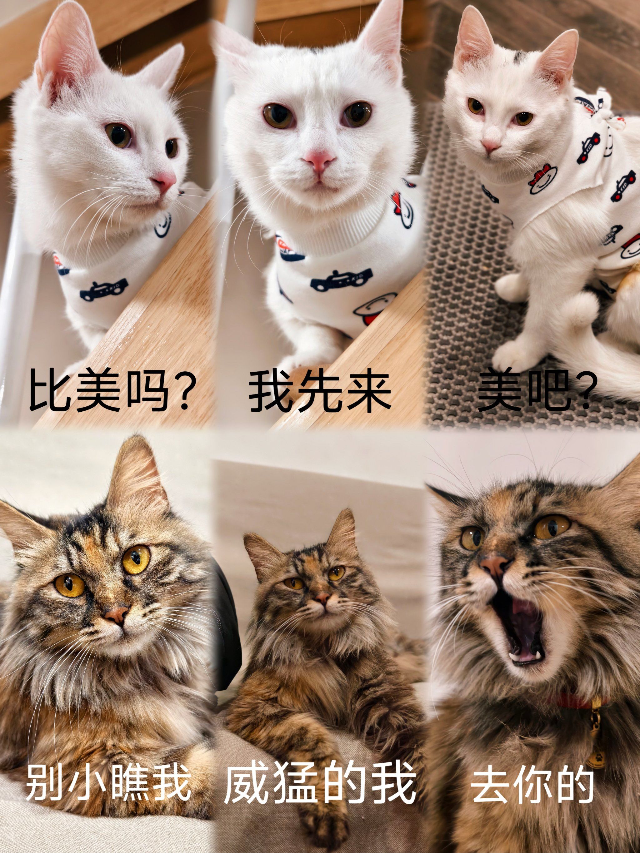 公主之家👸猫公主店长的搞怪六格