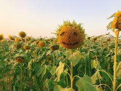 -映月湖中央公园