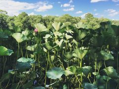 -长春市南湖公园