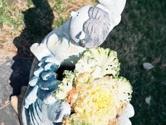 -荷兰花海