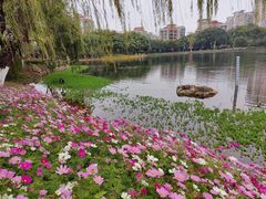-映月湖公园