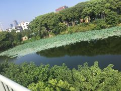 -月湖风景区