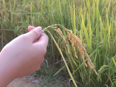 -光明小镇欢乐田园