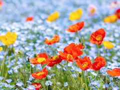 -上海滨江森林公园