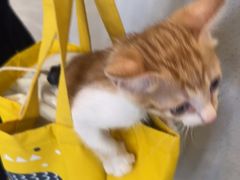 -瑞鹏宠物医院·骨科·猫科·内科(第一中心)