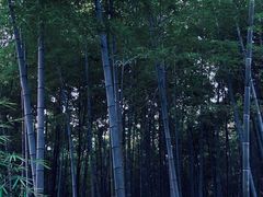 -杭州植物园