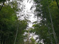 -南京古林公园