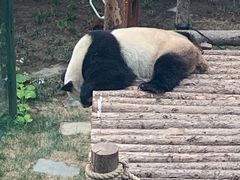 -大连森林动物园