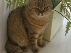 -共舞时光猫咖·狗咖(新街口店)