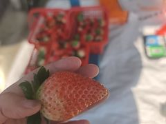 -胜丰草莓采摘园