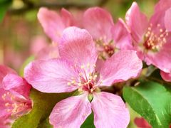 -海棠花溪(元大都城垣遗址公园)