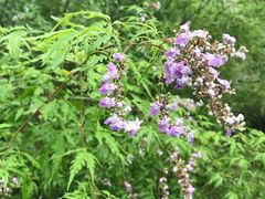 -碓臼峪自然风景区