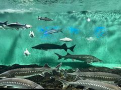 -太平洋海底世界