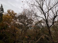 -上海佘山国家森林公园西佘山园