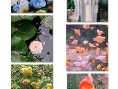 -溪岸路花鸟市场