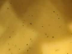 -东方豪客牛排意面披萨(金凤万达店)