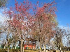 -永定河休闲森林公园