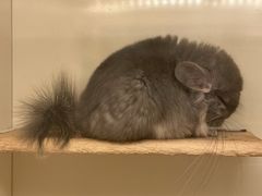 -龙猫仔乐园(惠福东路店)