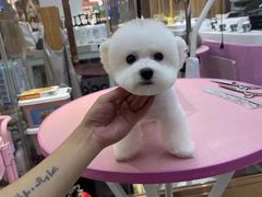 -FAELING PETS美天灵宠物(富力广场店)