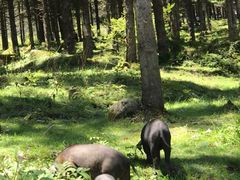 -硗碛藏寨·神木垒景区