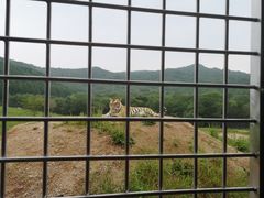 -横道河子东北虎林园
