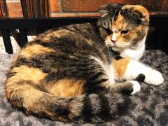 -more than meow吴止猫主题餐厅(承德 中船汇店)