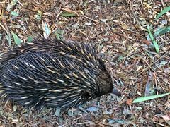 -费瑟代尔野生动物园