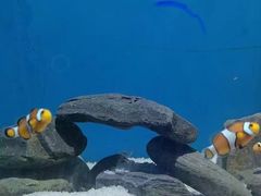 -大连圣亚海洋世界