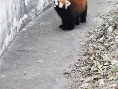 -合肥野生动物园