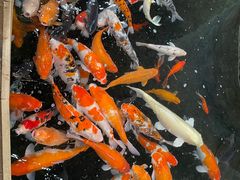 -南宫五洲植物乐园