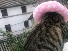 -喵屿·大理花园猫咖