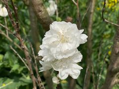 -南汇桃花村