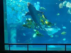 -太平洋海底世界