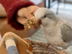 -吉丁鸟咖·异宠·寄养