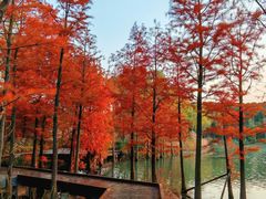 -昆山城市生态森林公园