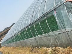 -尚田草莓姑娘白草莓采摘基地
