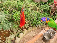 -南宫五洲植物乐园