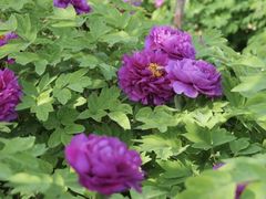 -郑州中国绿化博览园