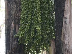 -九龙公园