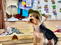 -帕帕拉兹宠物(亚洲旗舰店)