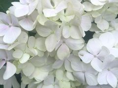 -上海滨江森林公园