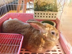 -藦茜花园宠物主题亲子互动体验馆(国顺东路店)
