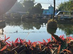 -瑞丽独树成林风景区