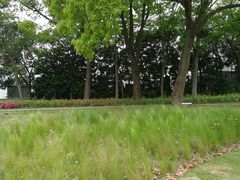 -嘉定紫藤园
