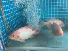 -小海豚•老字号海鲜餐厅(天涯店)