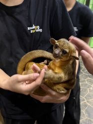-Zoolung Zoolung动物主题公园(海信广场店)