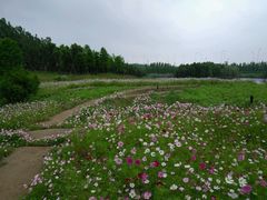 -杭州湾海上花田景区