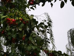 -泰丰公园