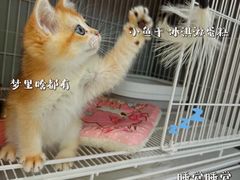 -翊宠yipet猫狗购宠庄园犬舍•猫舍